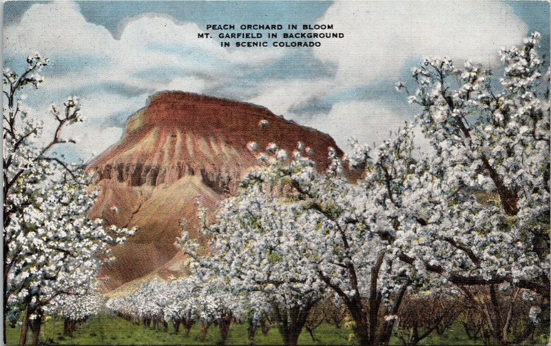 Peach Orchard Blook Mt Mounth Garfield Colorado CO Linen Postcard UNP EC Kropp 