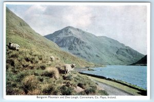 Bengorm Mountain and Doo Lough sheep CONNEMARA Co. Mayo IRELAND 4x6 Postcard