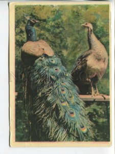 463649 USSR 1963 year Moscow zoo peacocks postcard