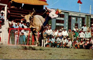 Canada Calgary Stampede Brahma Bull Riding 1966