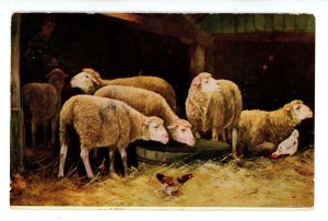 Sheep & Hens