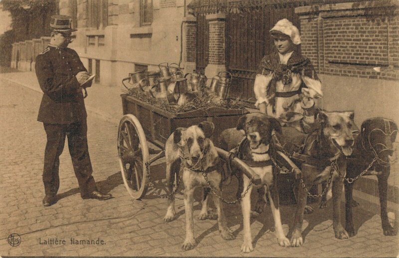 Belgium Laitière flamande Dog cart 03.74