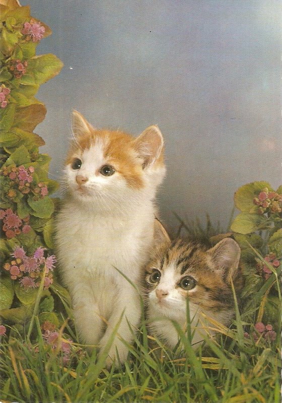 Two cute kittens  Nice German postcard. Continental size