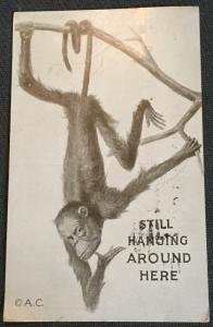 Vintage Postcard Used Monkey “Still Hanging Around Here..” LB