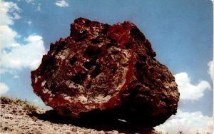 Large Petrified Log in Arizona vintage postcard