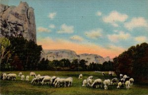 Sheep Grazing On A Mountain Meadow Curteich