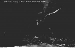 Florida Marineland Underwater Feeding At Marine Studios 1941 Curteich