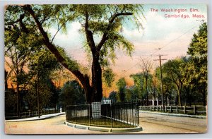 Cambridge Massachusetts~Washington Elm On Road~Vintage Postcard