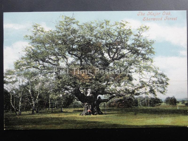 Nottinghamshire THE MAJOR OAK SHERWOOD FOREST (Robin Hood) c1903 by Valentine