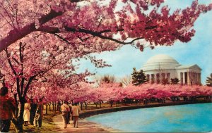 United States Washington D.C. Thomas Jefferson Memorial cherry blossom time 1970