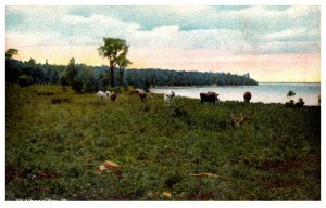 Herd of Cows ,  St Albans Bay  ,Vermont