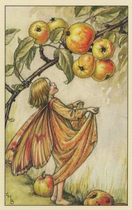 The Crab Apple Fairy Antique Book Illustration Postcard