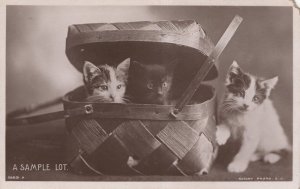 A Sample Lot Rotary Real Photo Cats In Luggage Old Postcard