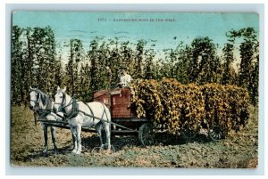 c1910 Harvesting Hops Wagon Mitchell San Francisco Vintage Postcard P118 