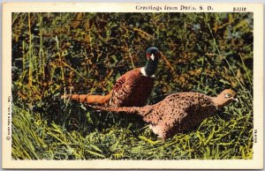 Greetings From Davis South Dakota SD C.T. Wild Scenes Postcard