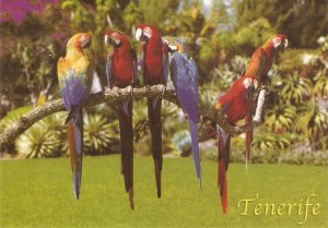 Birds. Parrots of Tenerife Nice modern Spanish photo postcard