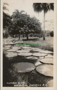 Horticulture Postcard - Victoria Regia, Botanical Gardens, B.C (or B.G) RS28031