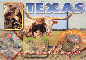 US7 USA TX Texas wildlife multi view