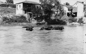 BG19328   real photo buffalo bosnia