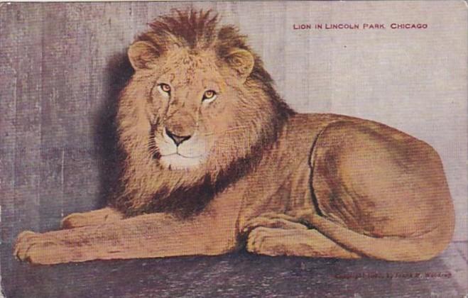 Illinois Chicago Lion In Lincoln Park Zoo