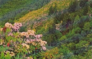 Smoky Mountains National Park Mountain Laurel In Full Bloom