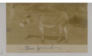 Donkey/Burro    RPPC