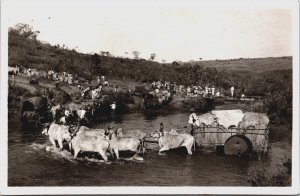 Brazil Farmers With Oxes Vintage RPPC C207