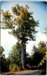 Postcard - The Big Basswood Tree - Tannersville, Pennsylvania
