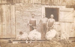Farmers after Shearing Sheep Real Photo Vintage Postcard AA58537
