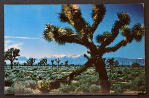 Joshua Trees of the Sourhwest