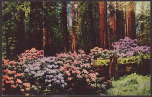 Rhododenrons Postcard