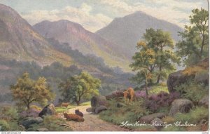 GLEN NEVIS, Near Sgor Chalum, 1900-10s,TUCK 6200