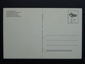 Bird Theme PLUMHEADED PARAKEET c1950s Postcard by P. Sluis Series 5 No.58