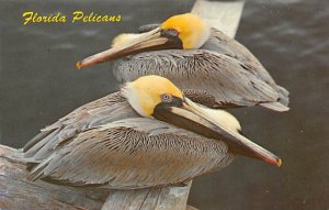 Florida pelicans Birds Unused 