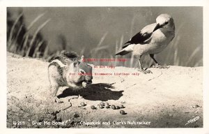 Chipmunk & Clark's Nutcracker Bird, RPPC, 1950 PM, Sawyers Photo No 16-259