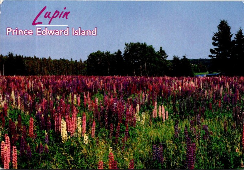 Canada Prince Edward Island Wildflowers Lupin 1998