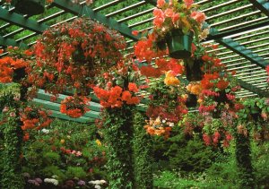Postcard The Begonia Power Tuberous & Fuchsias Dazzling Color Flower Garden