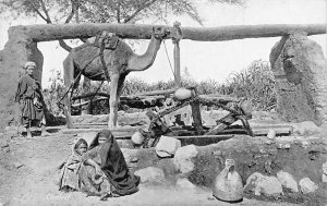 Egypt Chadouf Native Girls Ethnic Camel Water Well vintage postcard B932