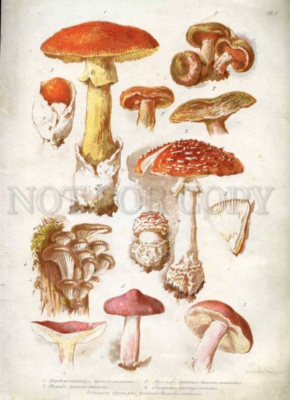 230768 1888 BEM Boehm mushrooms Book with 8 Lithographs