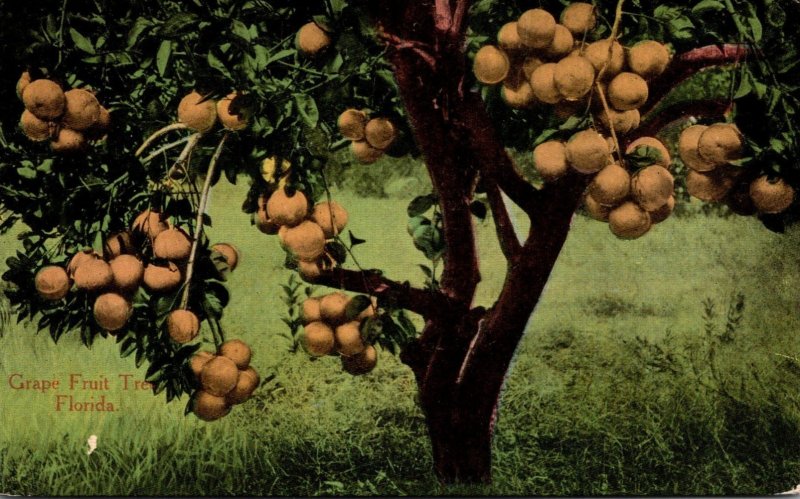 Florida Typical Grape Fruit Tree