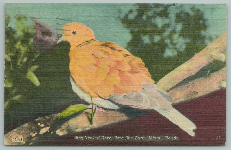 Miami Florida~Ring Necked Dove~Rare Bird Farm~Vintage Postcard