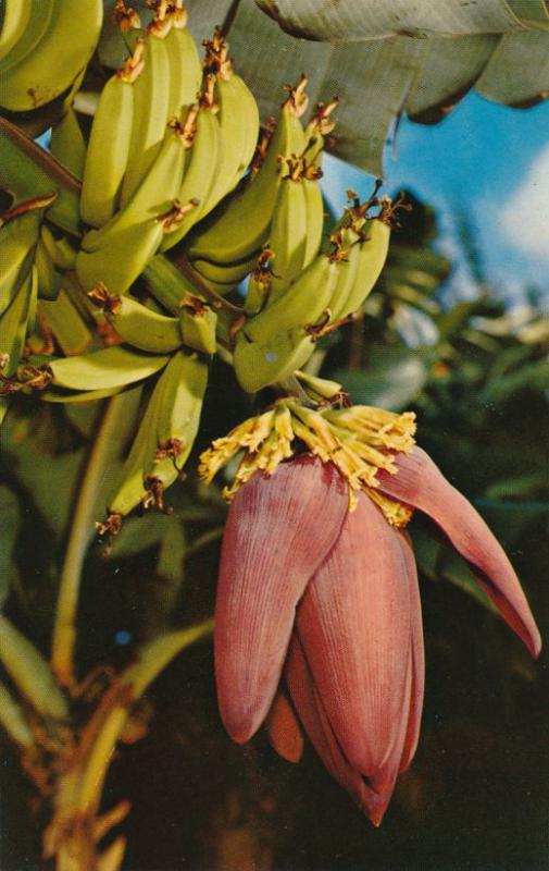 Banana Blossom and fruit - Common sight in Florida
