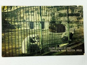 Vintage Postcard 1913 Polar Bears at Zoo Franklin Park Boston MA Massachusetts