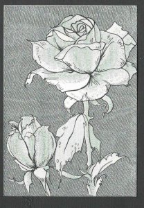 Ca 1959* PPC PEACE ROSE HYBRID ALL IN SILVER 4 X 6