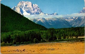 Wyoming Jackson Hole Elk Herd In The Tetons