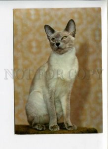 3004358 SIAMESE CAT w/ Violet PHOTO Russian PC