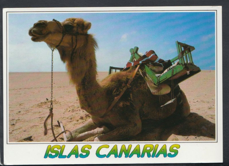 Animals Postcard - Camel - Islas Canarias    RR4408