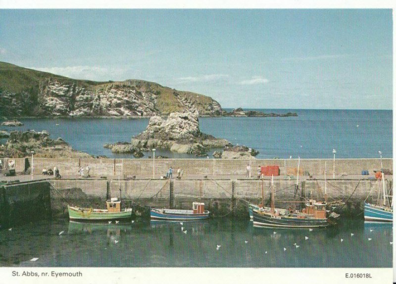 Scotland Postcard - St Abbs - Near Eyemouth - Berwickshire - Ref AB3167