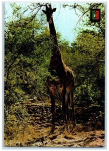 1974 Giraffe Animal at Mupa Angola Posted Vintage Air Mail Postcard