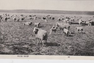 Texas Prize Sheep Herd Real Photo